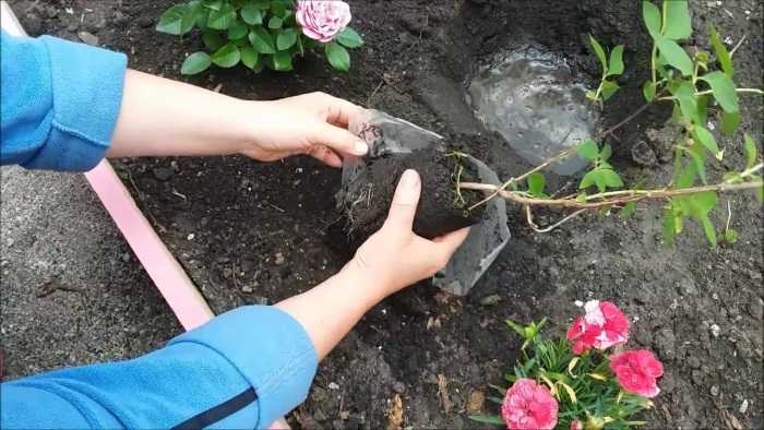 Жасмин садовый: посадка и уход в открытом грунте, как размножить