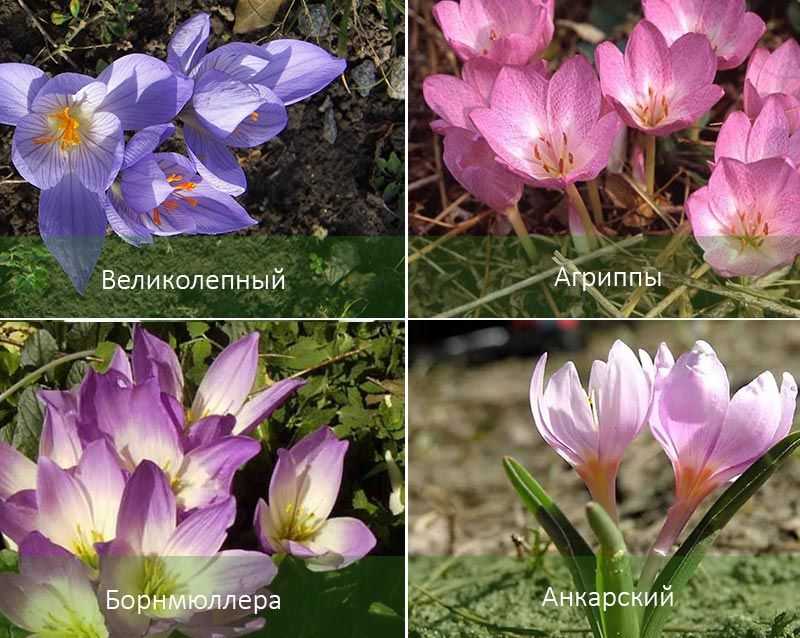 Цветок безвременник: как выглядит, какие есть виды, когда распускается В какие сроки сажать растение на дачном участке, как размножить, основные правила ухода, подготовка к зиме