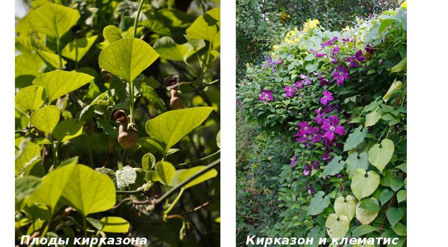 Кирказон — лечебные свойства, описание растения и применение | здоровье и красота