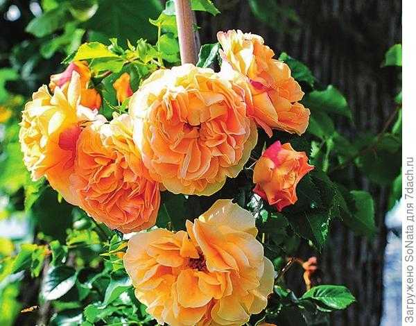 Описание и характеристики английской парковой розы сорта джубили селебрейшн