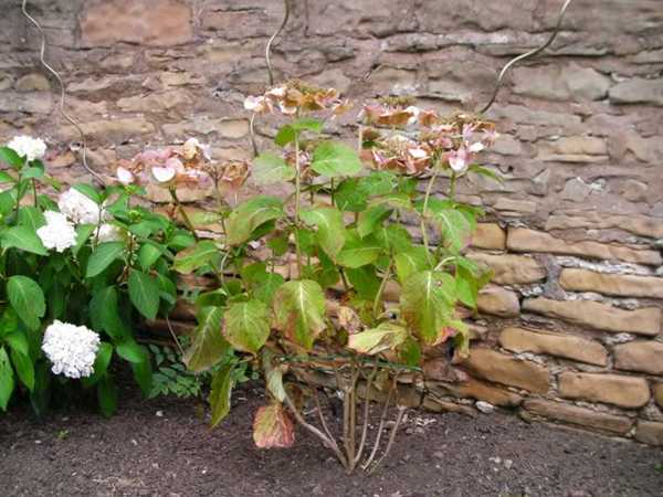 Чем подкормить гортензию – удобрения для роста и пышного цветения в саду