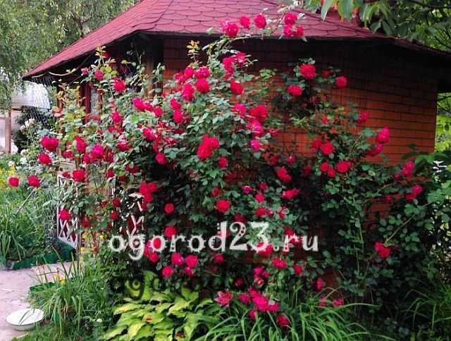 Описание плетистой розы сорта шнеевальцер: нюансы выращивания, как обрезать
