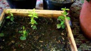 Гранат — выращивание в домашних условиях из косточки