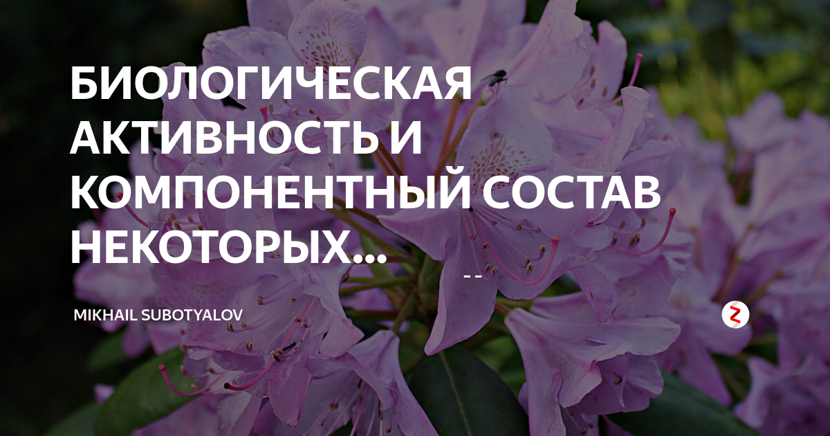 Самые красивые и устойчивые сорта рододендронов для вашего сада на supersadovnik.ru