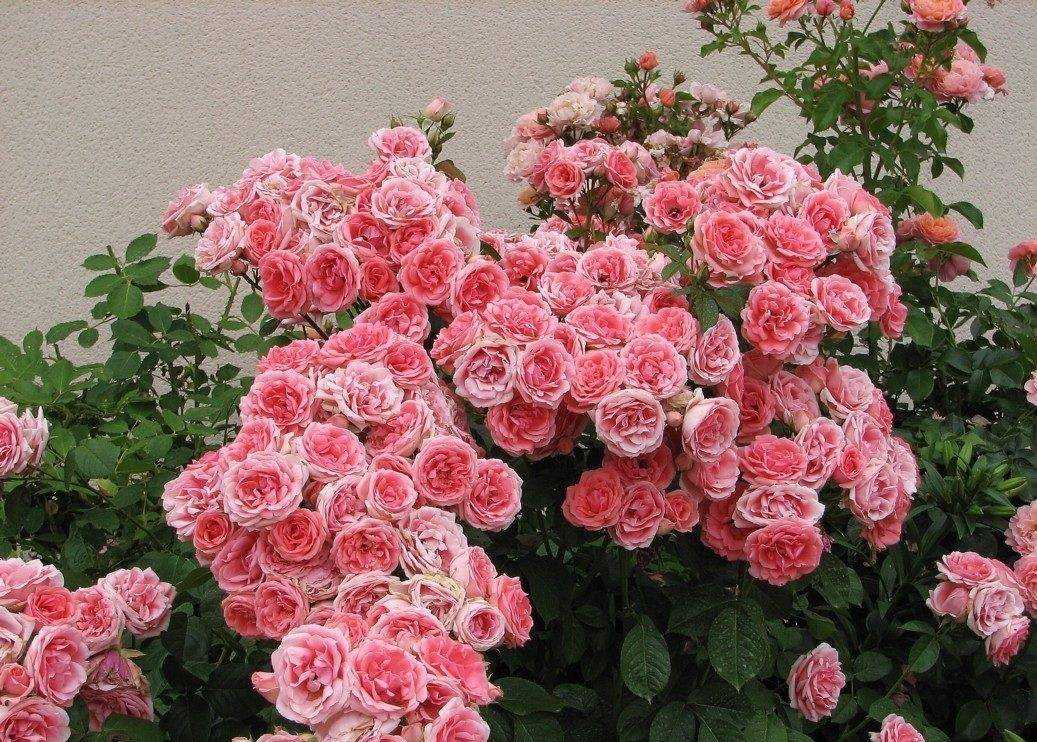 Роза куин элизабет: фото, отзывы, описание и особенности ухода за цветами
