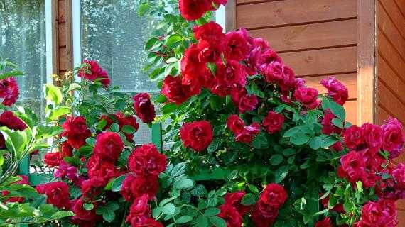 Розы кордеса (56 фото): особенности сорта «юбилей», лучшие зимостойкие сорта для подмосковья, отзывы о французских розах
