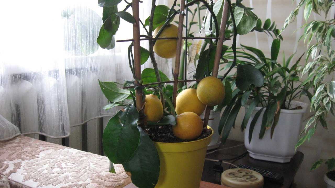 Пересадка лимона в новый горшок: как пересадить в домашних условиях?