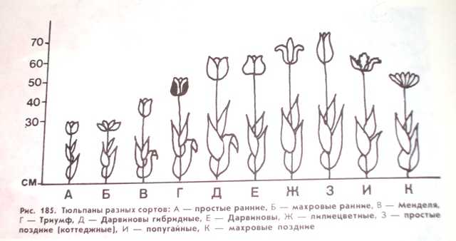 Сколько растут цветы тюльпаны. Схема посадки луковичных цветов. Стадии развития луковицы тюльпана. Фазы развития тюльпана схема. Фазы роста тюльпана.