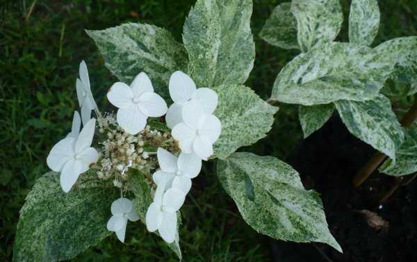 Гортензия мэджикал свит саммер (hydrangea paniculata magical sweet summer)