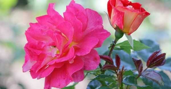 Голландские розы: особенности выращивания, лучшие сорта, фото, описание |