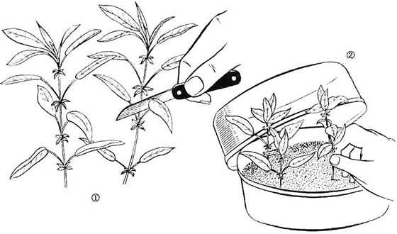 Как размножать азалию в домашних условиях черенками: укоренение цветка