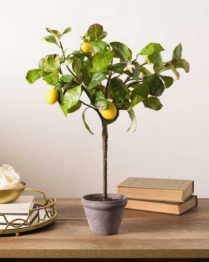 Календарь подкормок комнатного лимона: что, когда и в каком количестве вносить | огородники