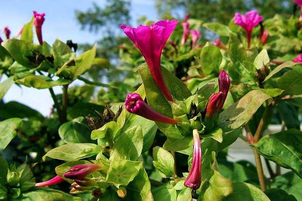 Мирабилис ялапа: пошаговый мастер-класс от посева семян на рассаду до цветения ночной красавицы