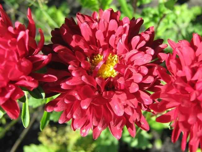Цветок астра – описание растения, как выглядит, особенности выращивания из семян и посадка рассады