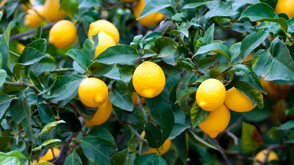 Выращивание декоративного лимона в домашних условиях Как ухаживать за лимонным деревом зимой, в горшке, на момент цветения и плодоношения Домашняя обрезка и подкормка лимона