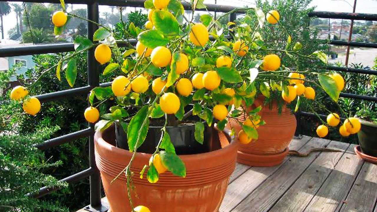 Комнатное лимонное дерево: фото, видео выращивания, уход в домашних условиях, описание лучших сортов