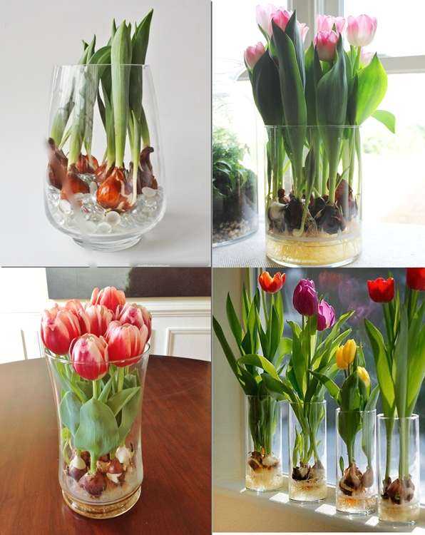 Как вырастить тюльпаны в горшке в домашних условиях?