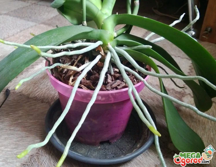 Подкормка орхидей во время цветения: советы, как подкармливать и опрыскивать растение в период цветения в домашних условиях, чем можно и нужно удобрить в этот период