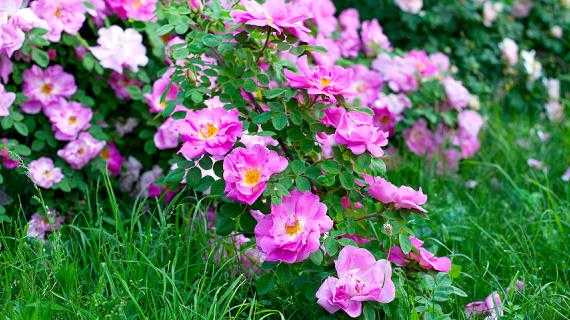 Как ухаживать за садовыми розами в течение года: правила посадки, зимовка, обрезка и другой уход