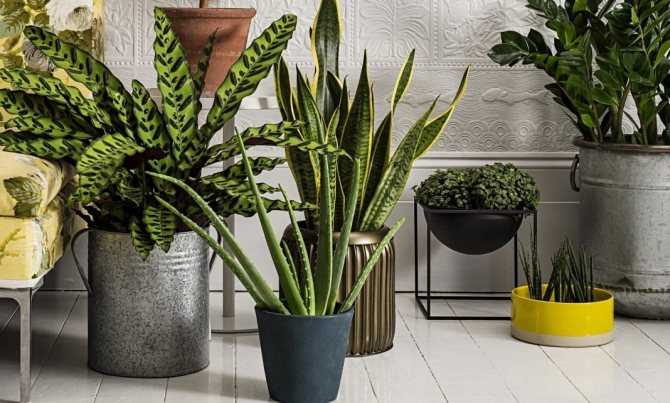 10 ядовитых комнатных растений, которым не место в квартире — фото и описание.
