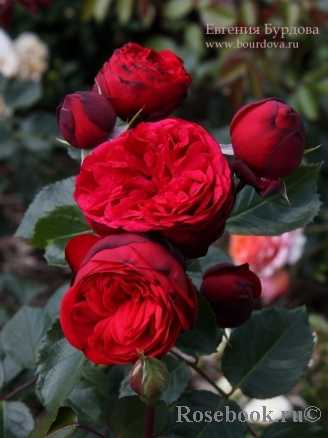 О розе piano: описание и характеристики сортов кустовой розы, уход и выращивание