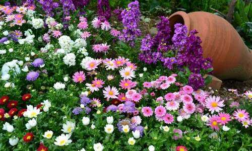 Многолетние цветы в саду: фото и названия, какие садовые цветы посадить на даче