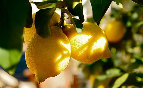 Как пересадить лимон в домашних условиях: когда и как правильно это делать, пошаговая инструкция по пересадке и размножению