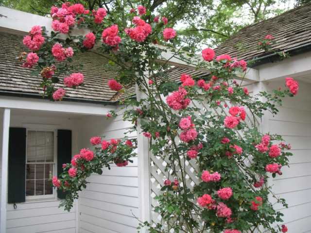 Роза плетистая розариум ютерсен: фото и описание сорта, отзывы