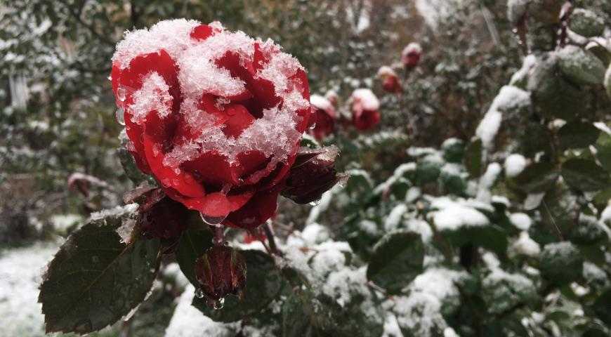 Правила укрытия плетистой розы на зиму