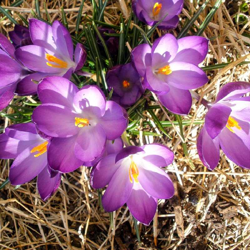 Какие цветы лучше всего сажать в марте, апреле и мае? 18 цветов, которые будут радовать вас весной