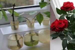 Способы черенкования роз из букета зимой