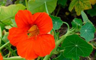 Настурция: посадка, выращивание из семян и уход в открытом грунте