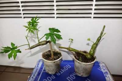 Комнатное растение березка: уход в домашних условиях