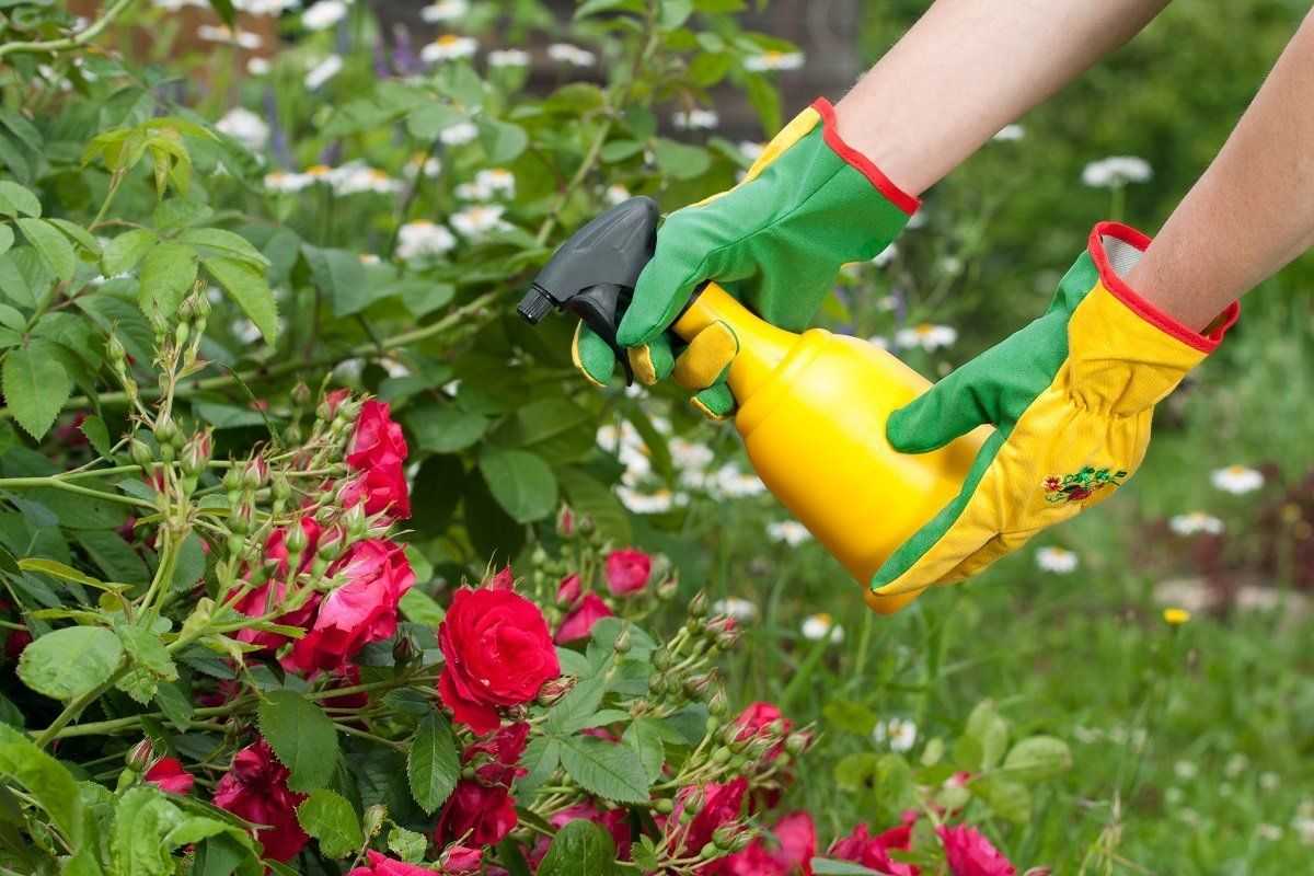 Чем подкормить розы весной — способы и правила подкормки после зимы для пышного цветения