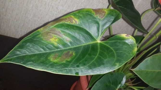 Антуриум и болезни листьев: фото, причины почему у антуриума желтеют листья и что делать