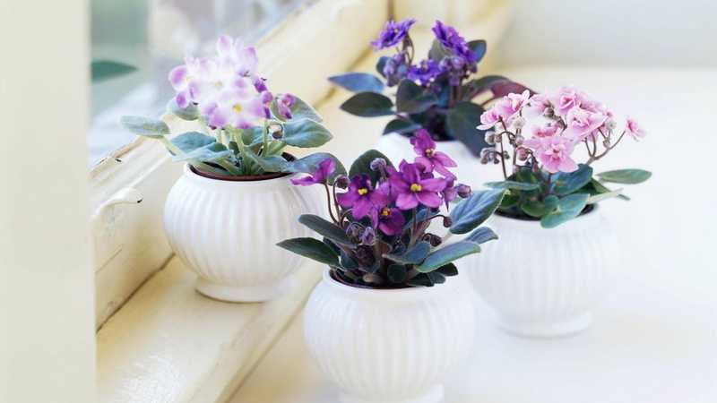 Сорта фиалок  — самые популярные цветы