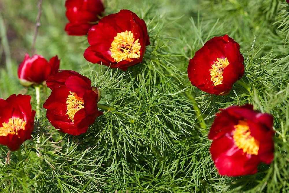 Уход за травянистыми пионами весной, летом и осенью - проект "цветочки" - для цветоводов начинающих и профессионалов