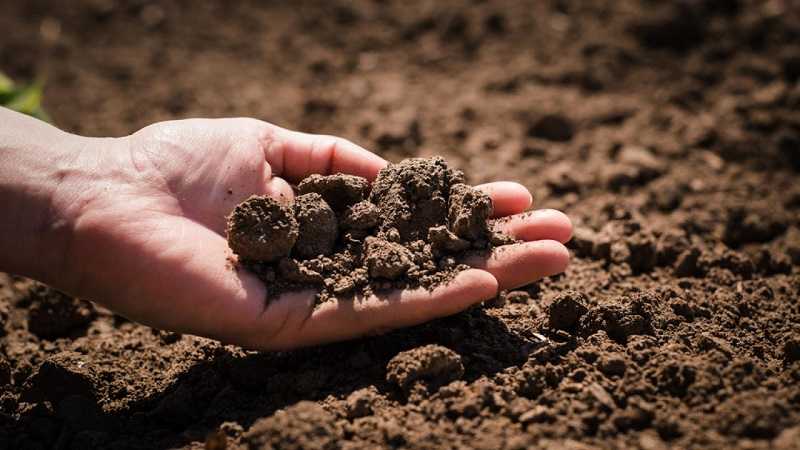 Как подкислить почву под картофелем, помидорами и гортензиями — agroxxi