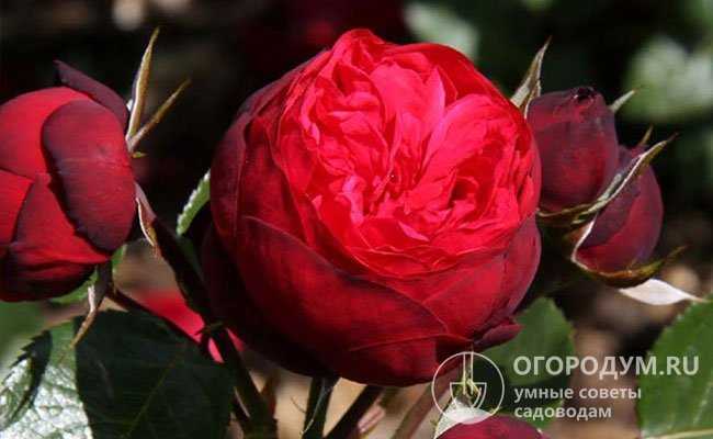 Роза пиано: описание чайно-гибридной культуры, характеристика и фото сортов + отзывы