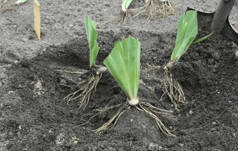 Посадка луковичных ирисов весной и осенью в открытый грунт: правила ухода и выращивания