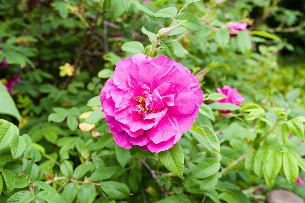 Морщинистая роза: сорта и особенности выращивания