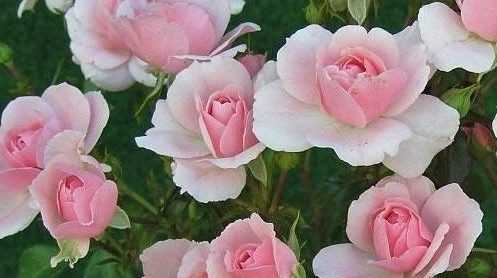 Полиантовые розы посадка и уход