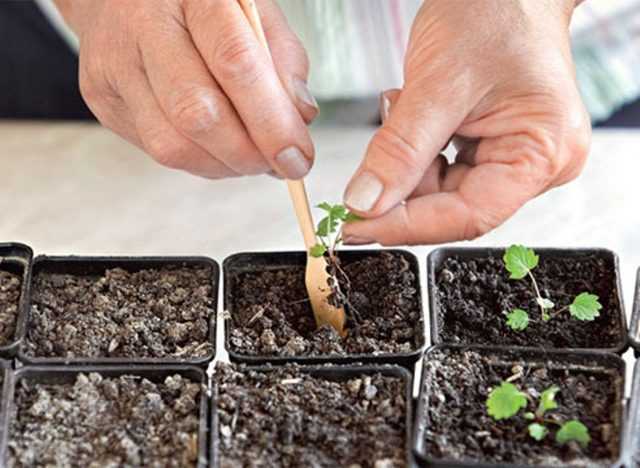 Выращивание гортензий семенами: от посева до высадки в открытый грунт