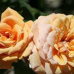 Особенности ухода за розами дэвида остина