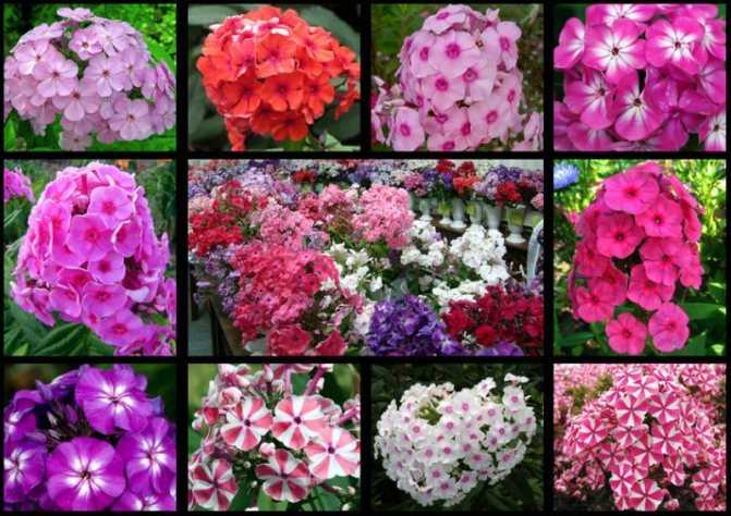 Однолетние флоксы (47 фото): выращивание цветов из семян. как их сажать? уход в открытом грунте. флоксы «звездный дождь» и другие сорта