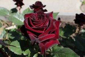 Роза дон жуан: описание и характеристики сорта, выращивание, размножение