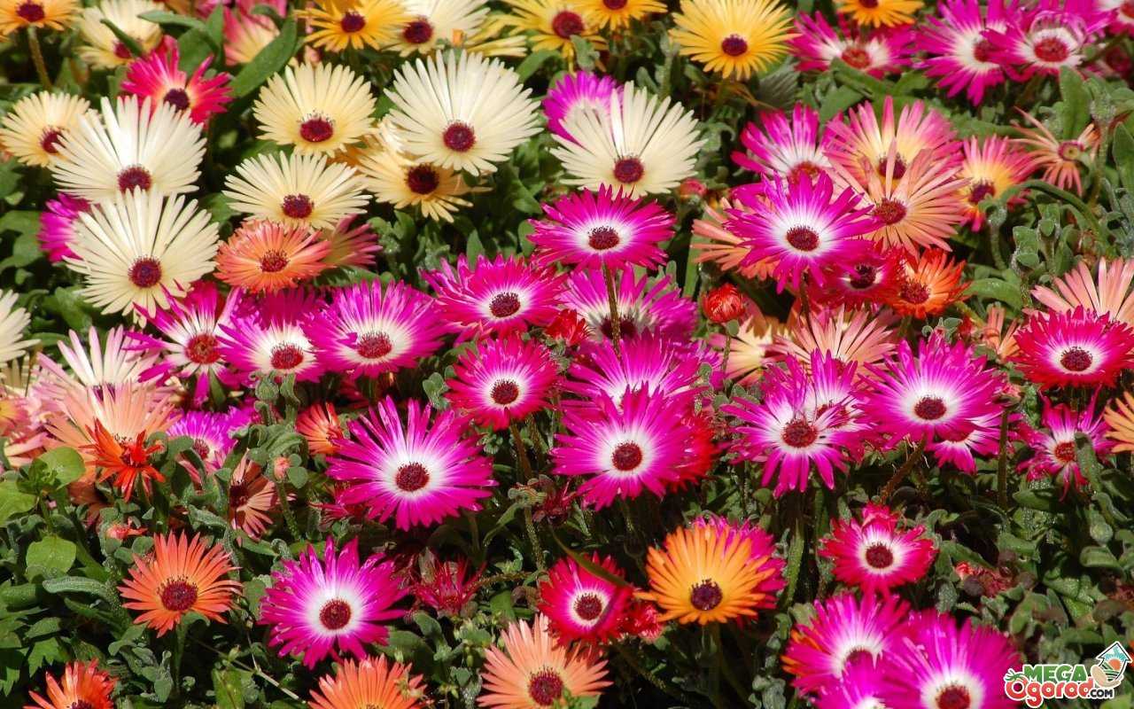 Неприхотливые долгоцветущие цветы многолетники и однолетники для сада и дачи: обзор растений с фото