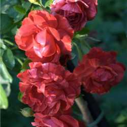Роза «лавиния»: описание, выращивание и использование в садовом дизайне