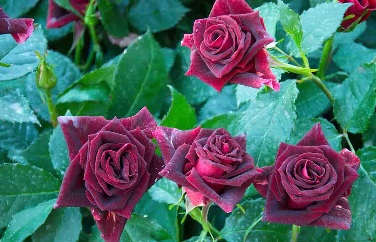 Язык цветов розы: что означают коралловые, красные и белые, 5, 11, 13, 15
