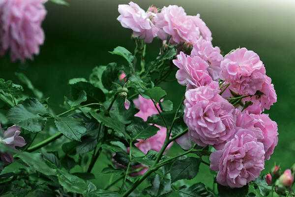 Плетистая парковая роза Жасмина: описание кустов и цветов, морозоустойчивость, достоинства и недостатки сорта Правила выращивания, возможные трудности, отзывы садоводов
